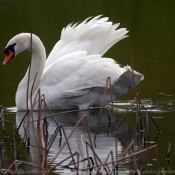 Photo de Cygne