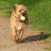 Photo de Border terrier