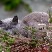 Photo de Chat domestique