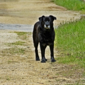 Photo de Labrador retriever