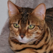 Photo de Bengal