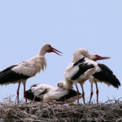 Photo de Cigogne