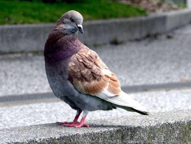 Photo de Pigeon