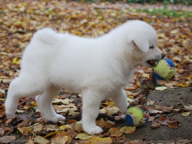 Photo d'Akita inu