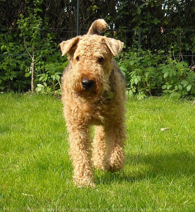 Photo d'Airedale terrier