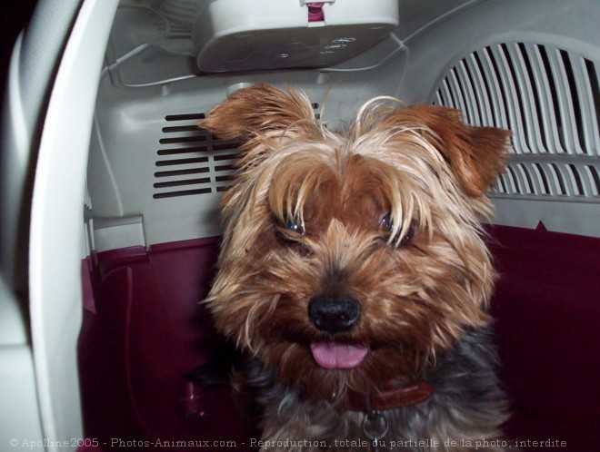 Photo de Yorkshire terrier