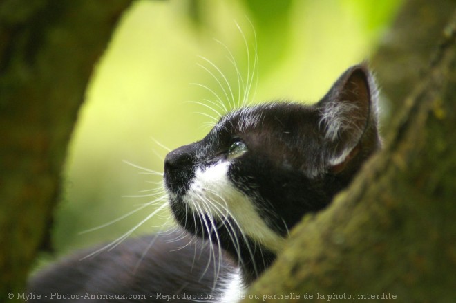 Photo de Chat domestique