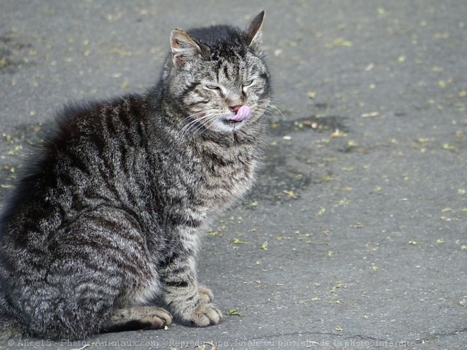 Photo de Chat domestique