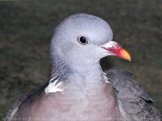 Photo de Pigeon - ramier