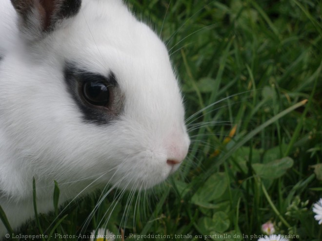 Photo de Lapin