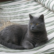 Photo de Chartreux