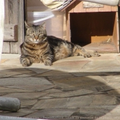 Photo de Chat domestique