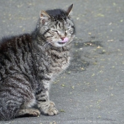 Photo de Chat domestique