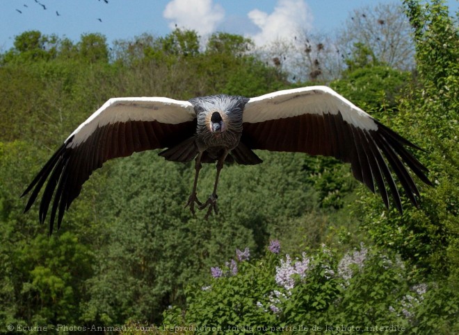 Photo de Grue couronne