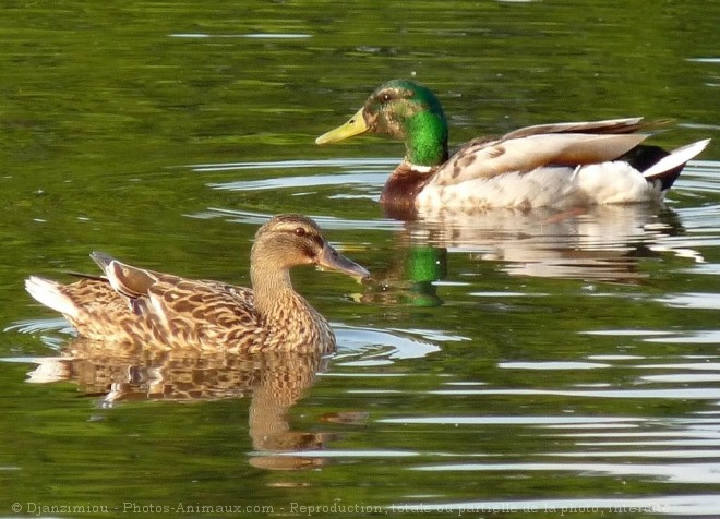 Photo de Canard colvert