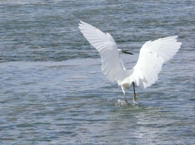 Photo d'Aigrette