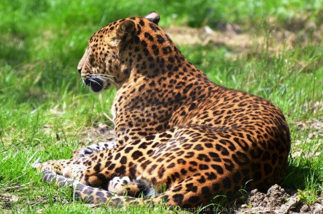 Photo de Jaguar