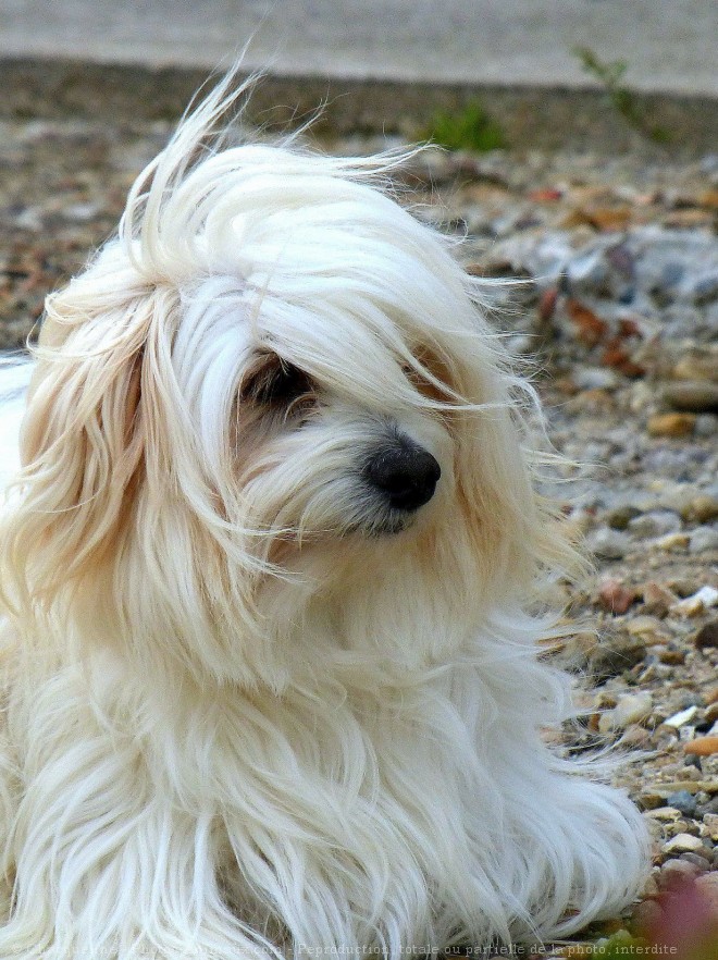 Photo de Coton de tulear