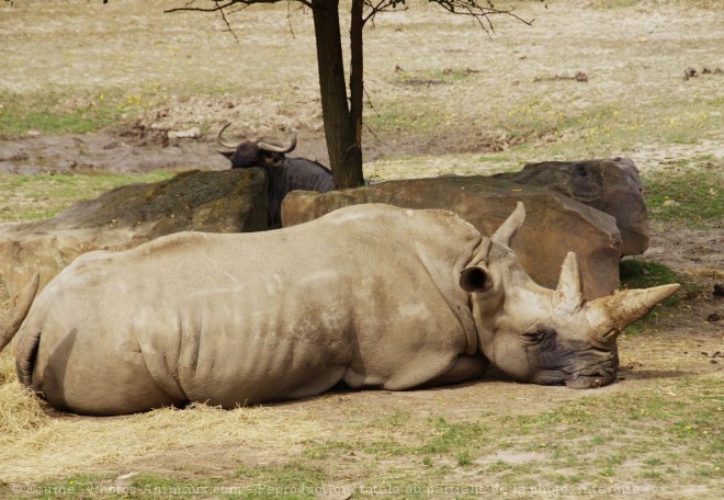 Photo de Rhinocros