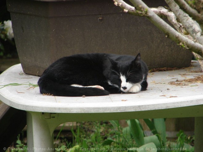 Photo de Chat domestique