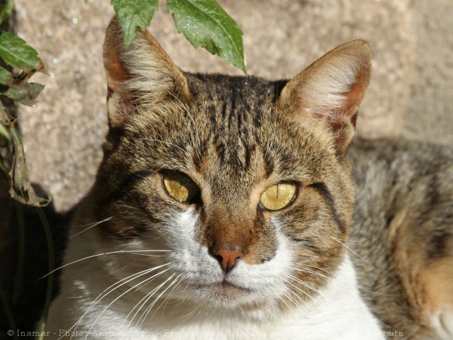 Photo de Chat domestique