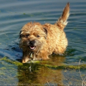 Photo de Border terrier