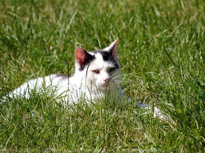 Photo de Chat domestique