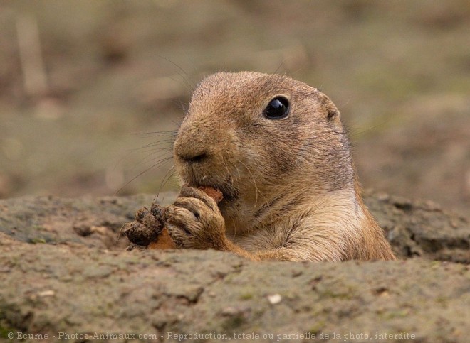 Photo de Chien de prairie