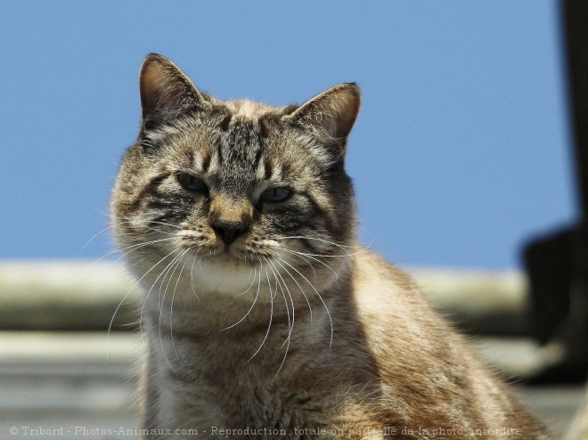 Photo de Chat domestique