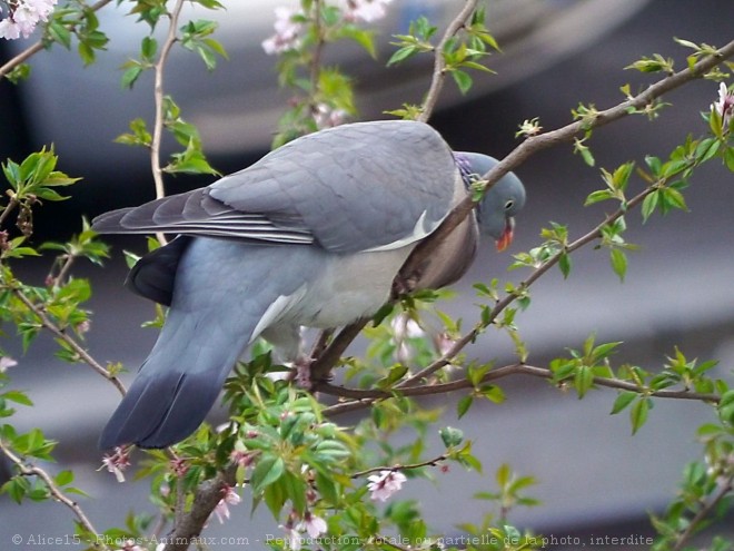 Photo de Pigeon - ramier