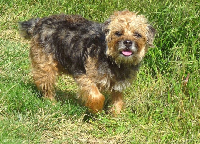 Photo de Border terrier