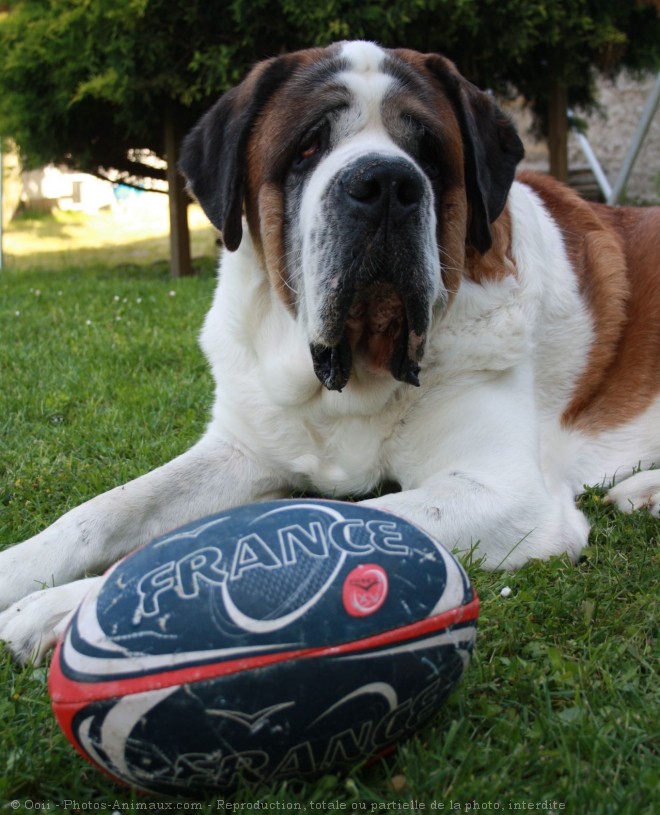 Photo de Saint-bernard poil long