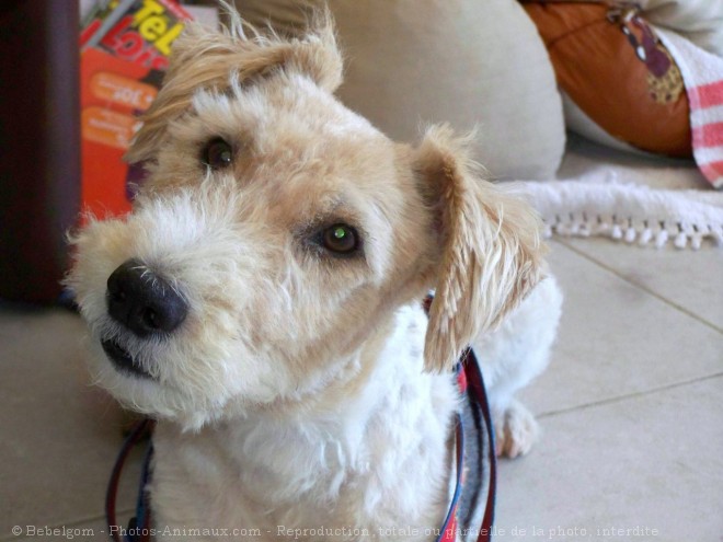 Photo de Fox terrier  poil dur