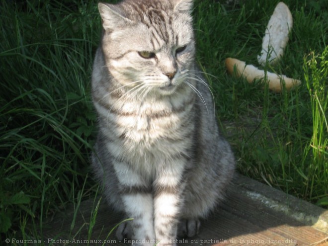 Photo de Chat domestique