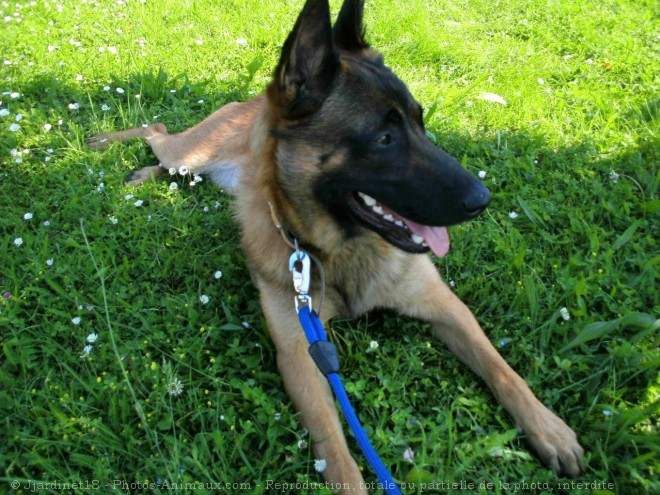 Photo de Berger belge malinois