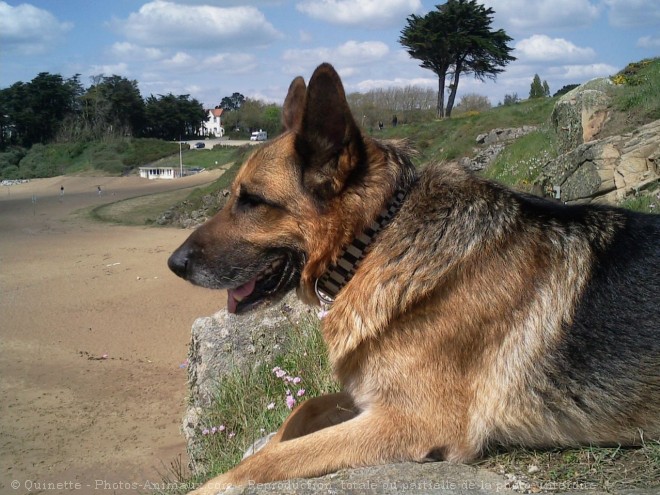 Photo de Berger allemand  poil court