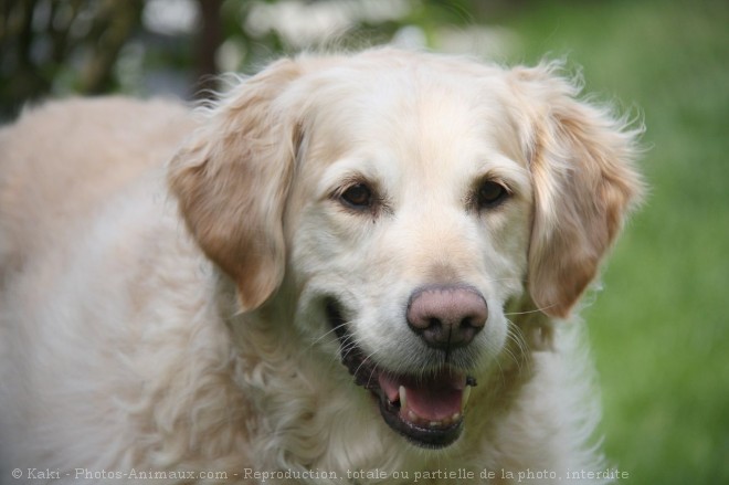 Photo de Golden retriever