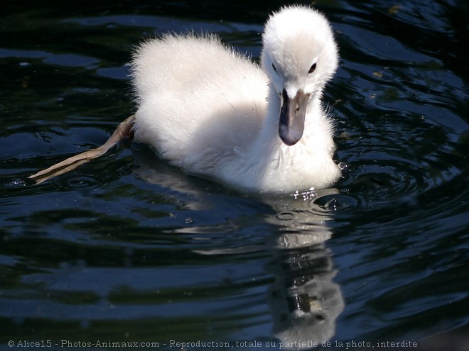 Photo de Cygne