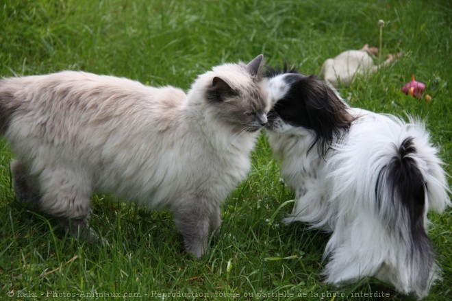 Photo de Races diffrentes