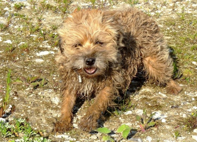 Photo de Border terrier