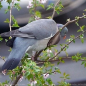 Photo de Pigeon - ramier