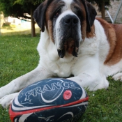 Photo de Saint-bernard poil long