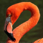 Photo de Flamand rose