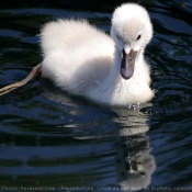 Photo de Cygne