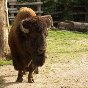 Photo de Bison