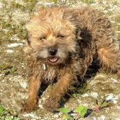 Photo de Border terrier