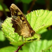 Photo de Papillon