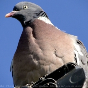 Photo de Pigeon - ramier