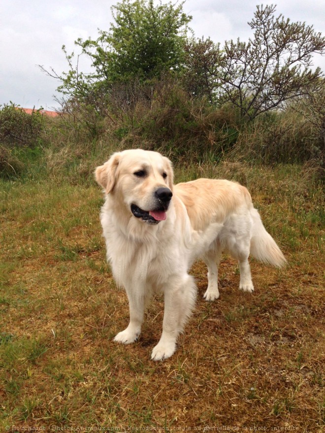 Photo de Golden retriever