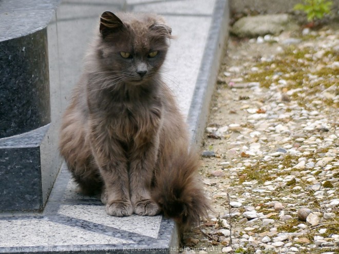 Photo de Chat domestique